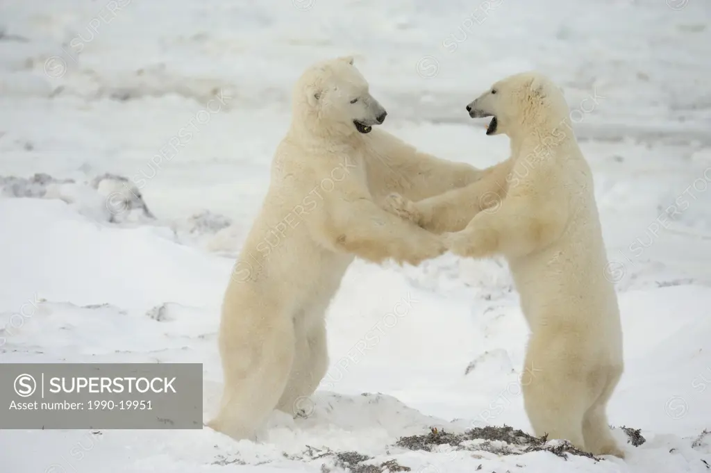 Polar bear Ursus maritimus Pair sparring/playfighting