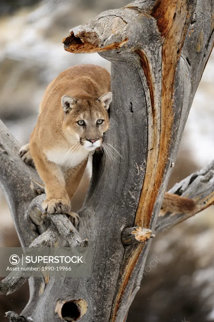 Cougar Felis concolor_ captive in winter habitat