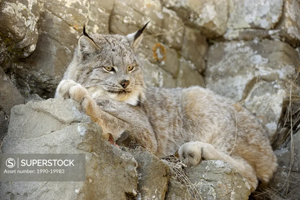 Canadian Lynx Felis lynx Captive