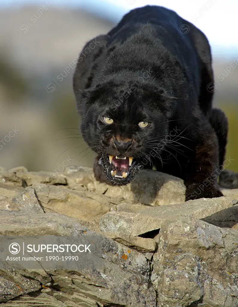 Leopard Panthera pardus _ Melanistic black captive