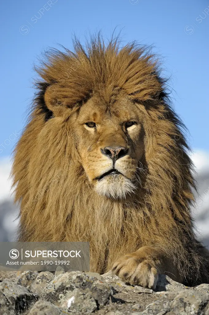 Barbary Lion Panthera leo leo _ extirpated, captive