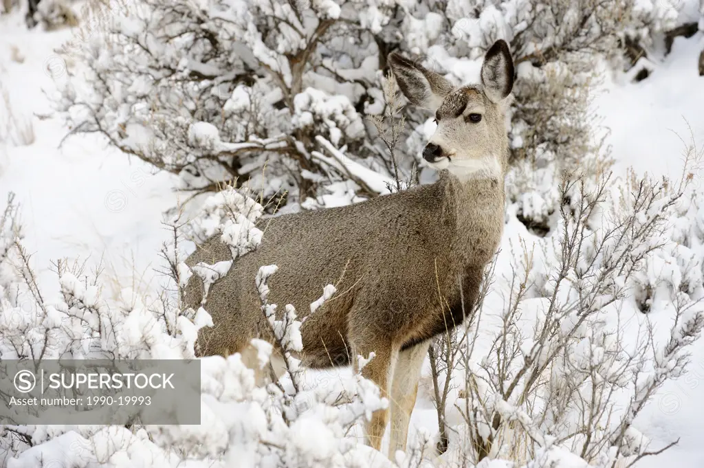 Mule deer Odocoileus hemionus in snowy sagebrush landscape