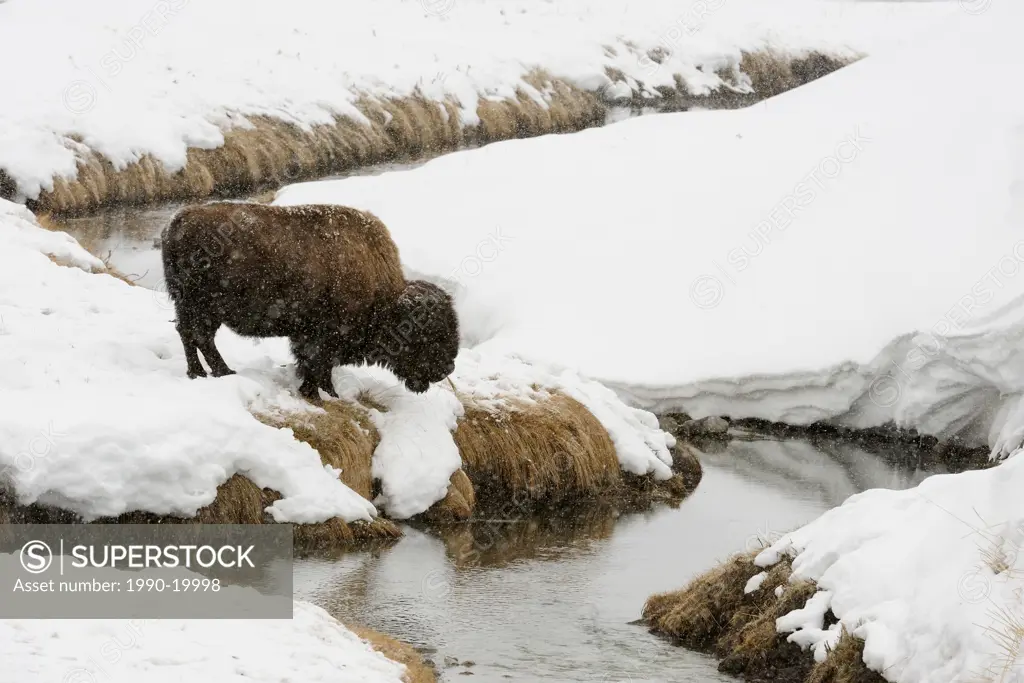 American bison feeding near Soda Butte Creek
