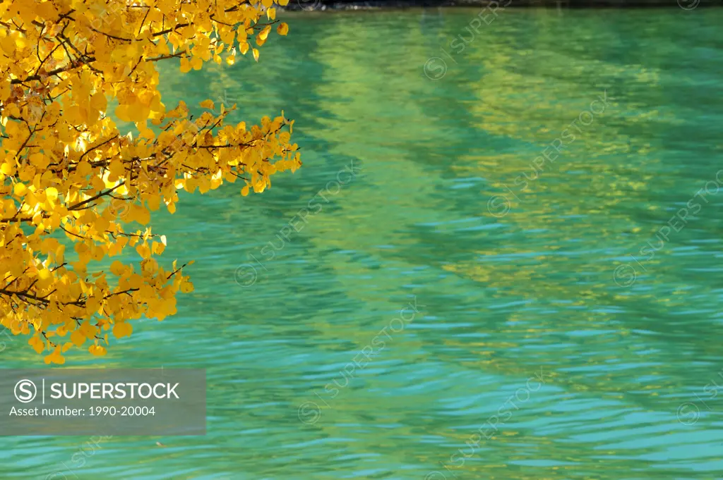 Trembling aspen in autumn on banks of Barrier Lake