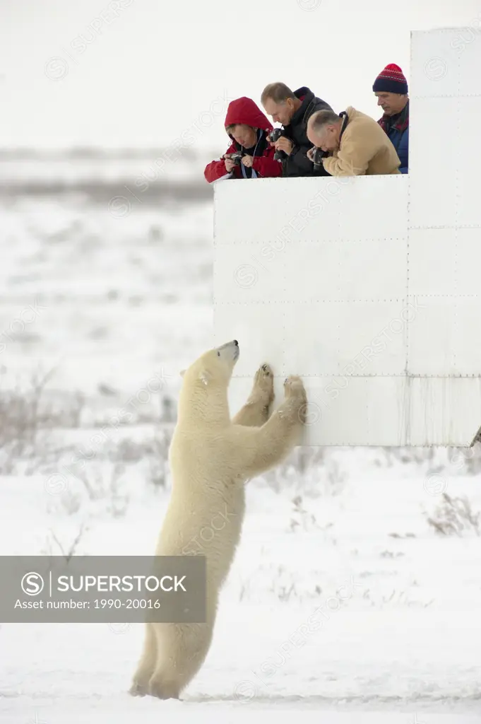 Polar bears and Tundra Buggy near the coast of Hudson Bay