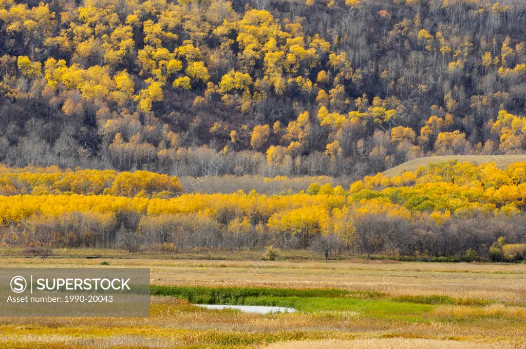 Late_autumn aspens in the Qu´Appelle Valley