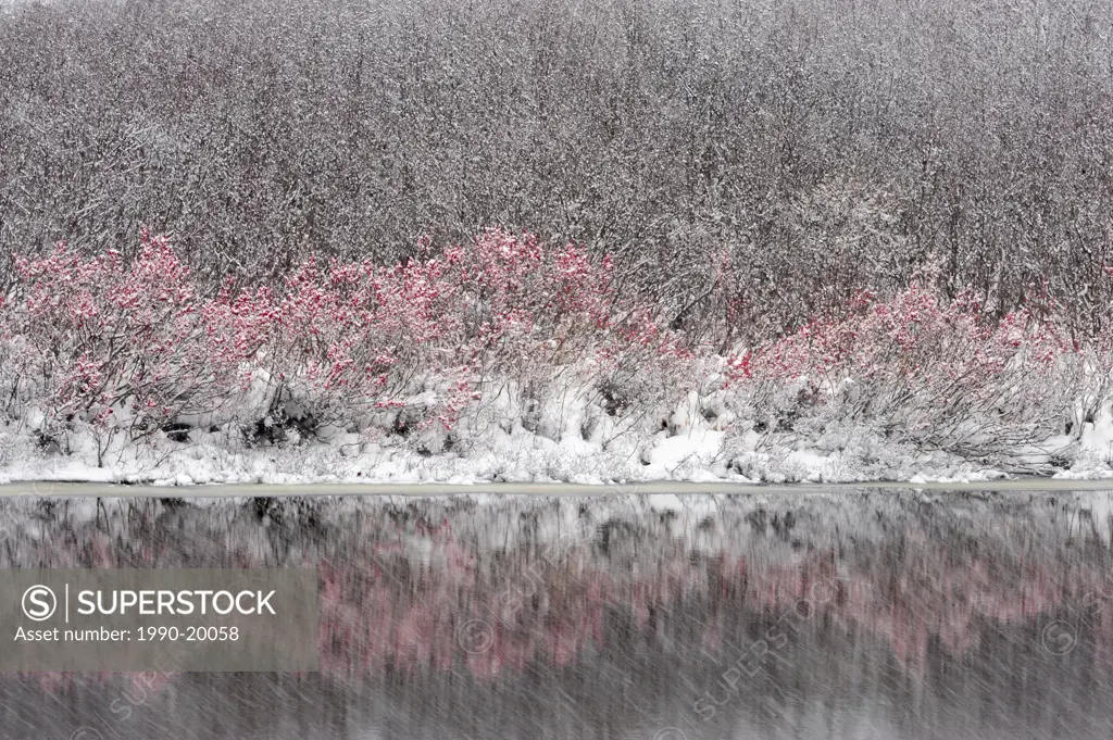 Fresh snow falling on cranberry shrubs near the Goulais River