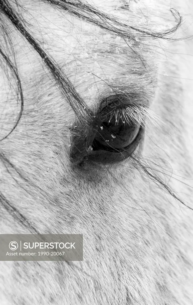 A close shot of a horses eye with snow flakes taken in Alberta, Canada.