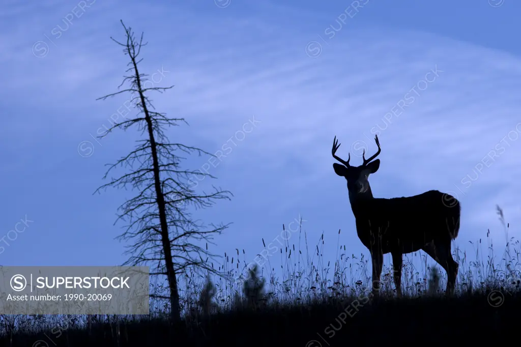 A White Tailed Dear Odocoileus Virginianus stands at attention on a hill in silhouette in Kananaskis Country, Alberta, Canada