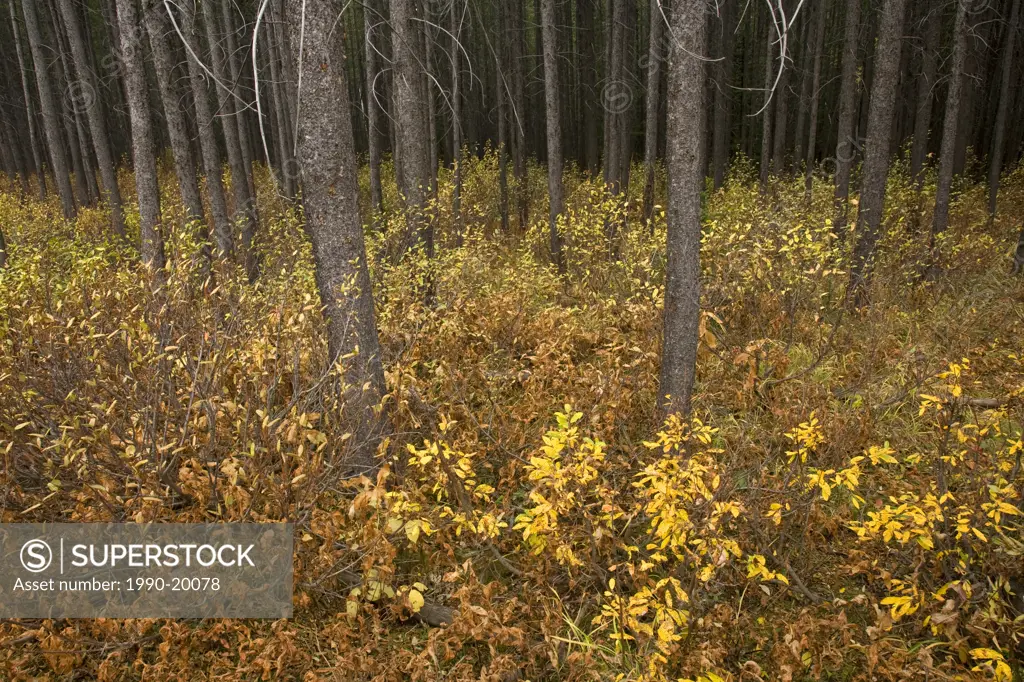 Fall colours in the underbrush of a pine forest in Kananasis Country, Alberta, Canada