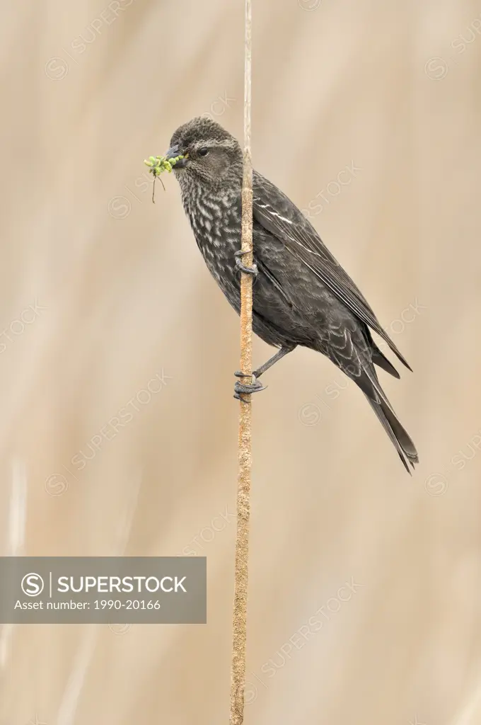 Tri_colored Blackbird Agelaius tricolor perched on reed at marsh nest site, Kern County, California, USA