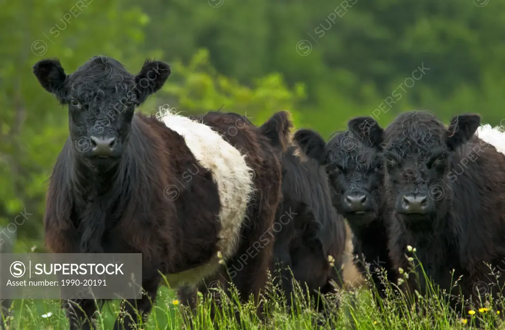 Belted Galloway cattle in pasture. Belted Galloway cattle are a rare breed of beef cattle originating from Galloway in South West Scotland
