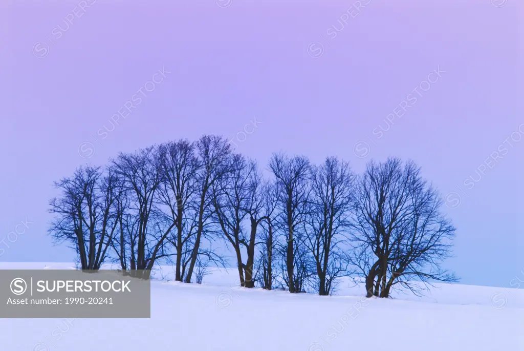 Winter sugar maple trees at twilight, Thornton, Ontario, Canada