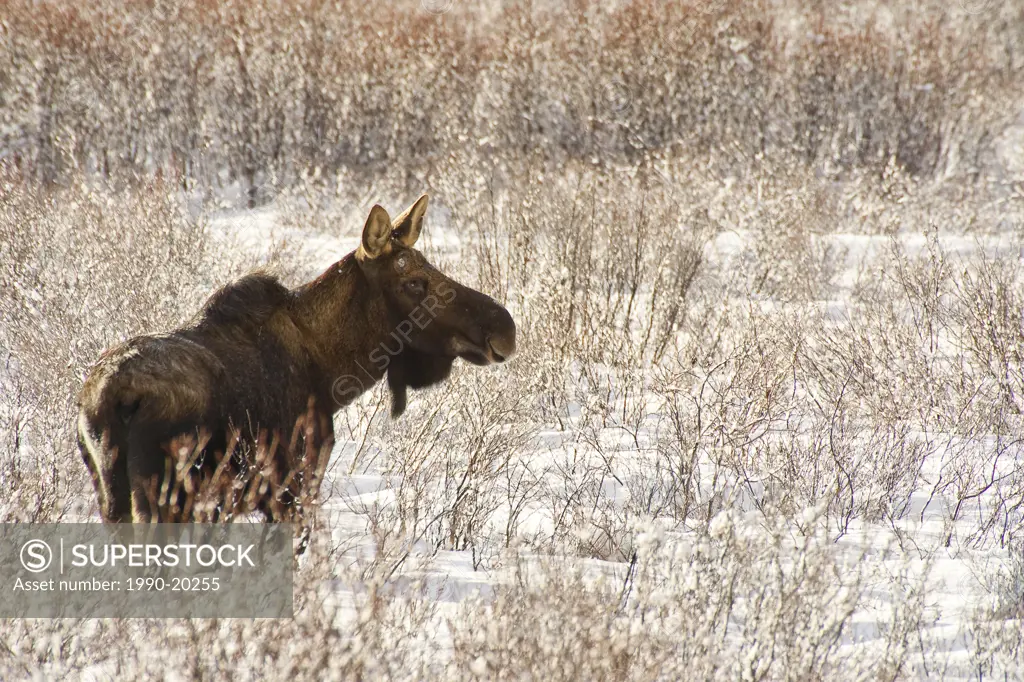 moose, Alces alces in snowy meadow