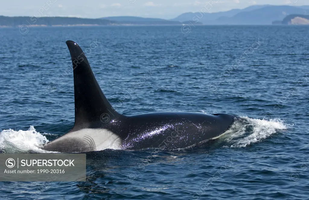 Orca, near Sidney, BC, Canada