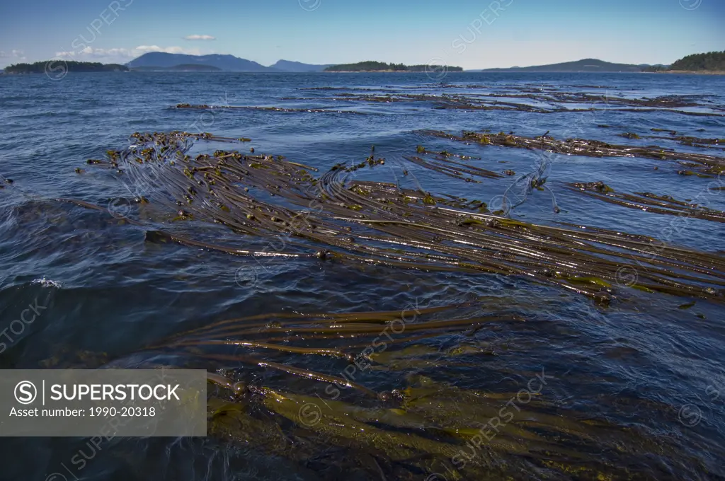 Bull Kelp in Haro Strait, Sidney, BC, Canada
