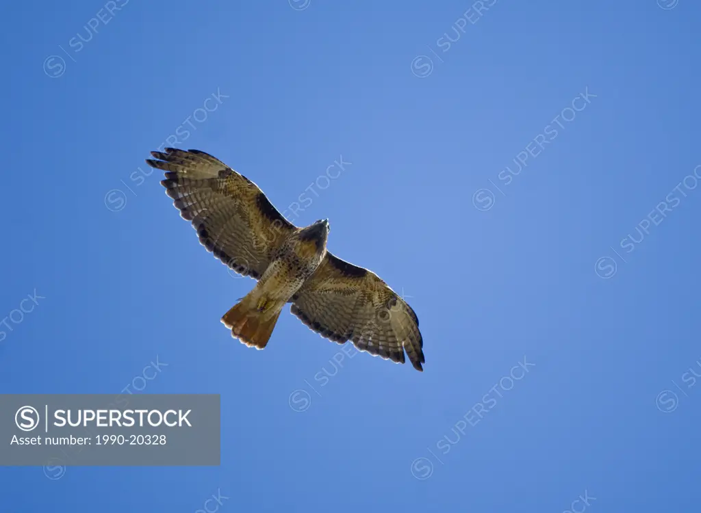 Feriginous Hawk in Flight, Vancouver Island, BC, Canada
