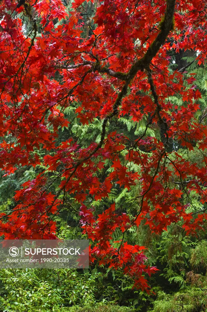 Fall foliage , Butchart Gardens, Victoria, BC, Canada