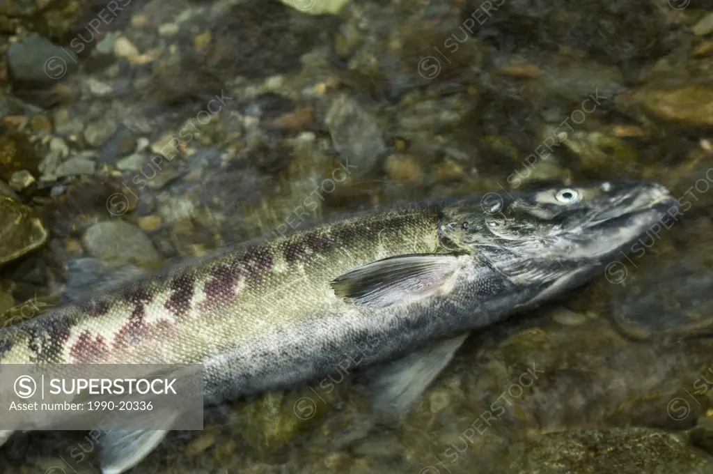 Chum Salmon at spawning period, Goldstream Park, Victoria, BC, Canada
