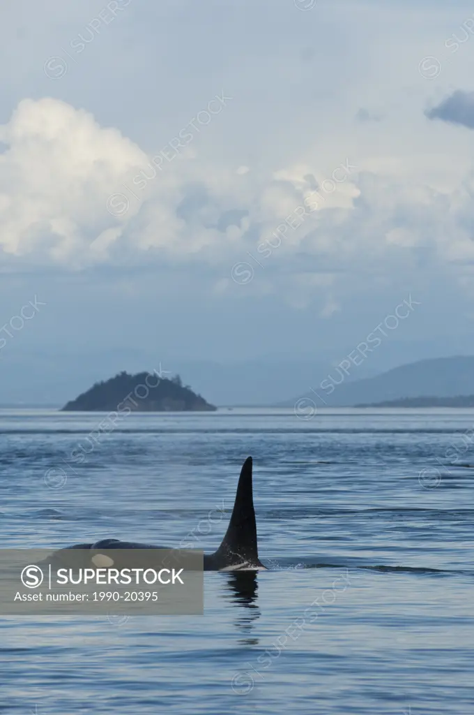 Southern resident orcas or Killer Whales, orcinus orca near Pender Island, BC, Canada