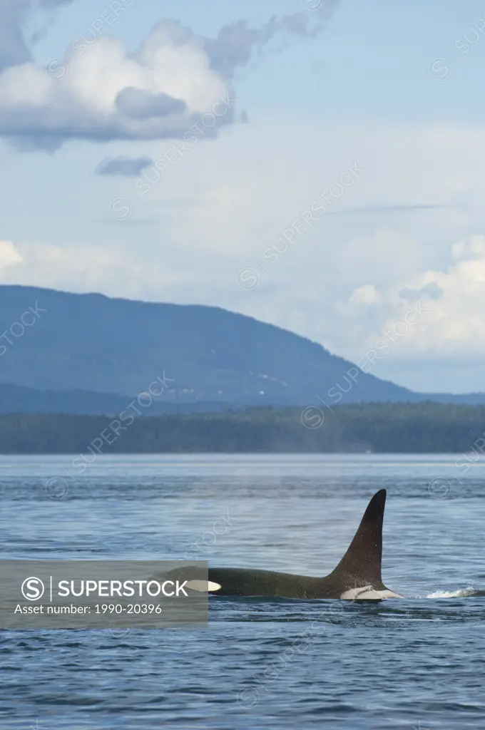 Southern resident orcas or Killer Whales, orcinus orca near Pender Island, BC, Canada