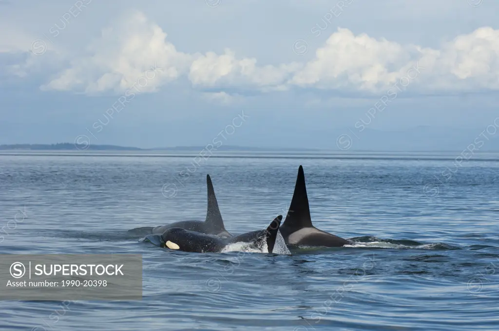 Southern resident orcas or Killer Whales, orcinus orca near Pender Island, BC, Canada