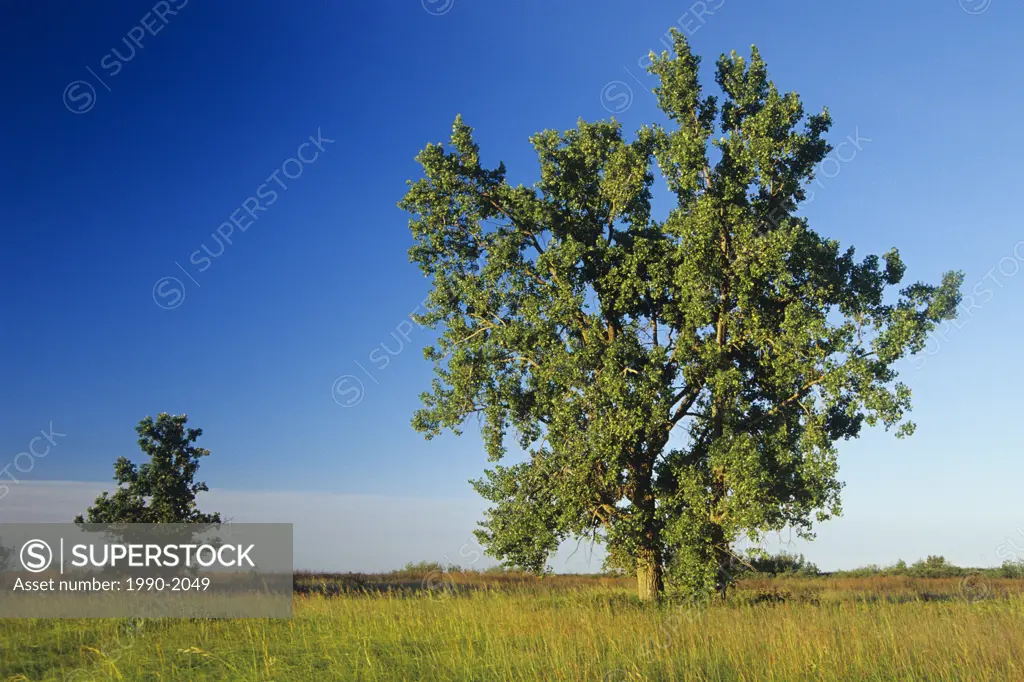 Lone cottonwood Tall Grass Prairie Preserve, Tolstoi, Manitoba, Canada