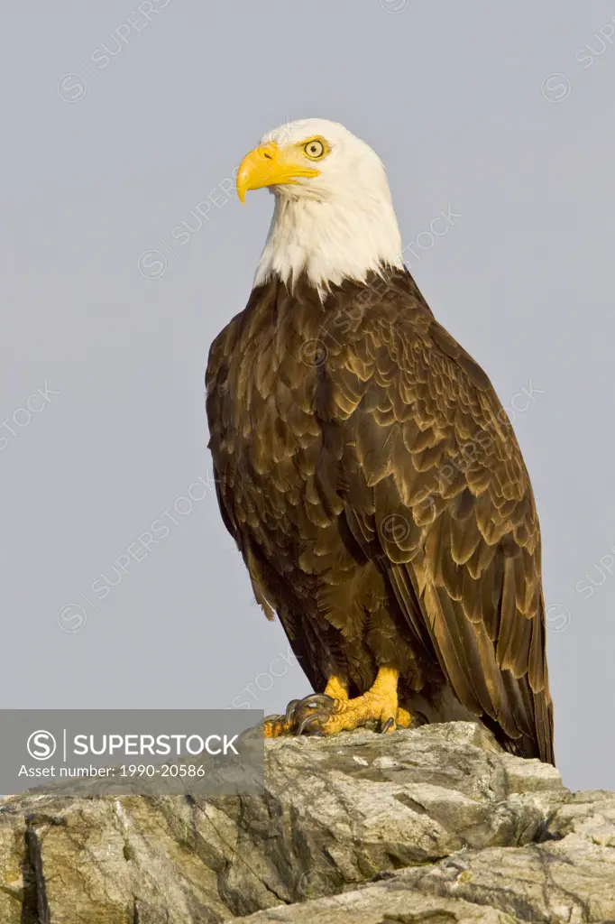 Bald Eagle Haliaeetus leucocephalus perched on a rock in Victoria, BC, Canada.