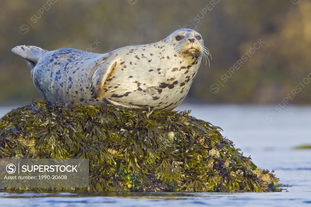 Harbour seal perched on a rock in Victoria, BC, Canada.