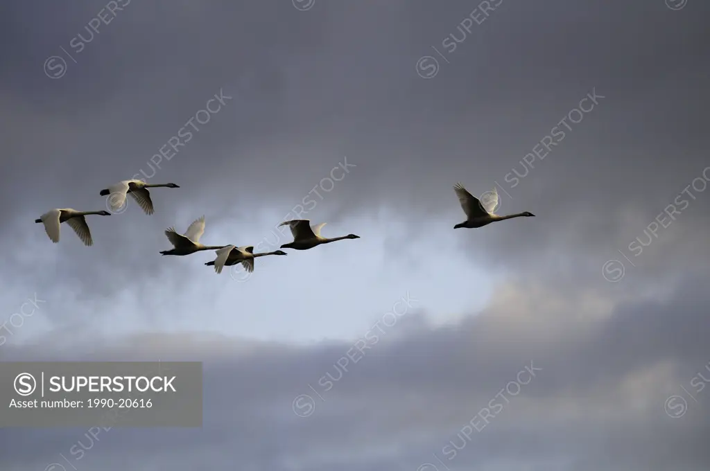 Six swans in flight over Cowichan Bay, BC.
