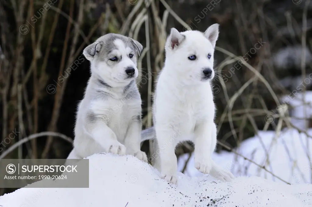 Six week old purebred Siberian Husky puppies in the snow at Bright Angel Park, Cowichan Station, BC.