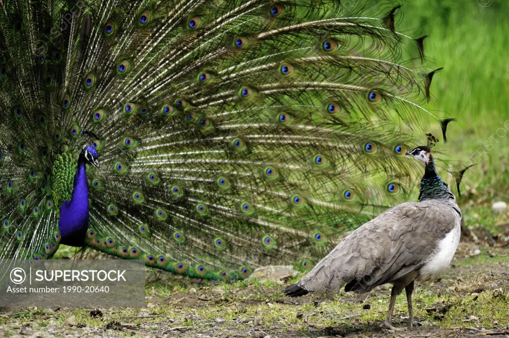 Female peacock prancing in front of male peacock with his plumage out.