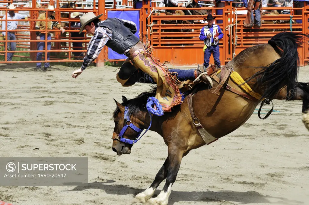 Cowboy being thrown from his ride during saddle bronc riding at the Luxton Pro Rodeo in victoria, BC.