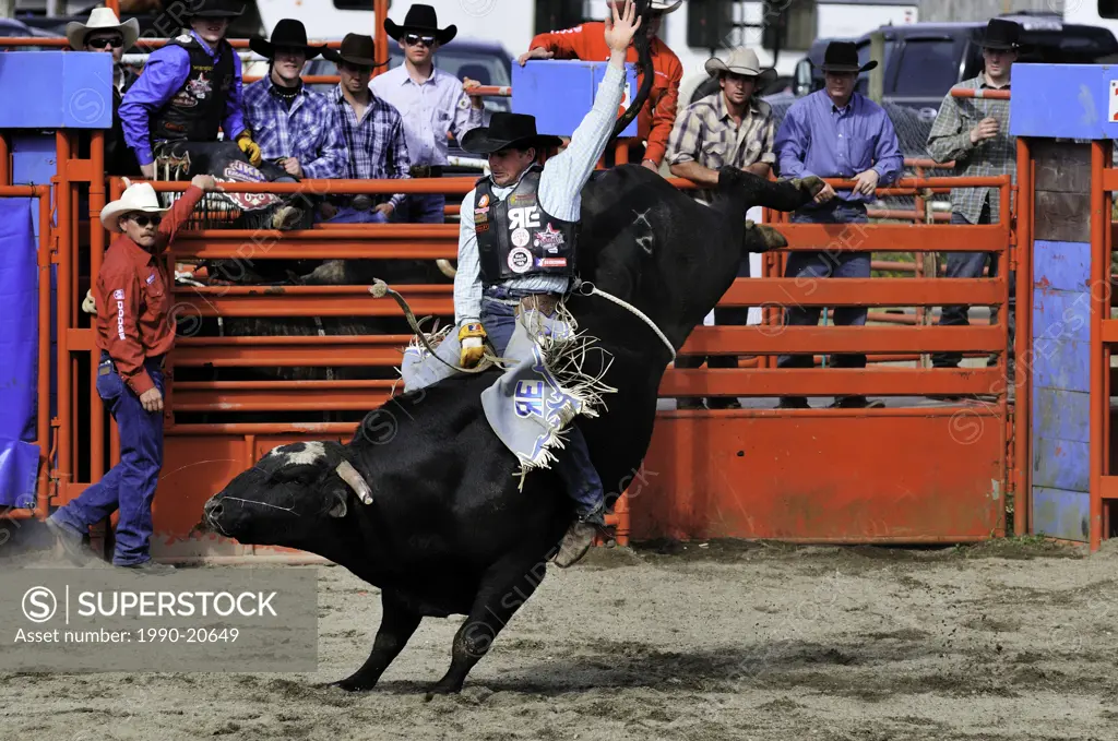 Cowboy bull riding at the Luxton Pro Rodeo in Victoria, BC.