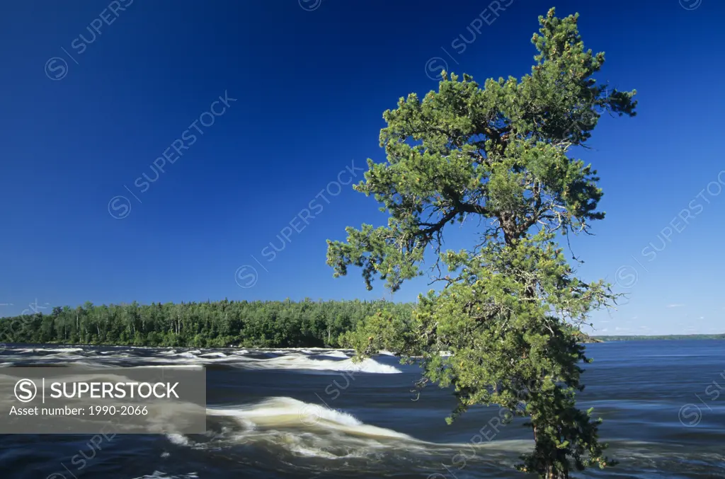 Jack Pine and Sturgeon Rapids on Nutimik Lake, Whiteshell Provincial Park, Manitoba, Canada