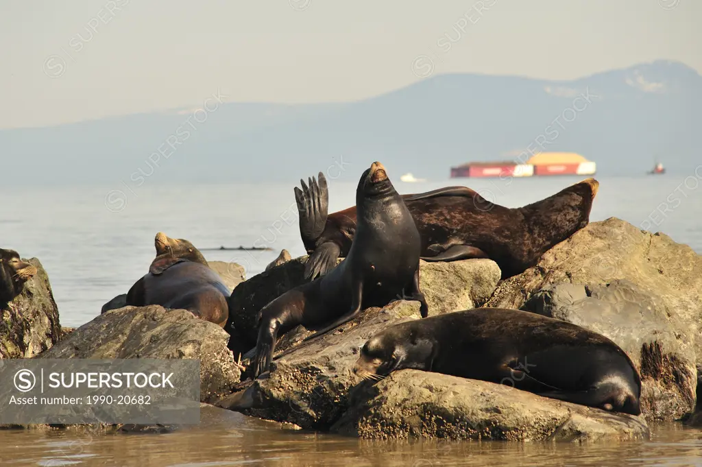 California sea lions Zalophus californianus on breakwater at mouth of Fraser River, Richmond, British Columbia, Canada