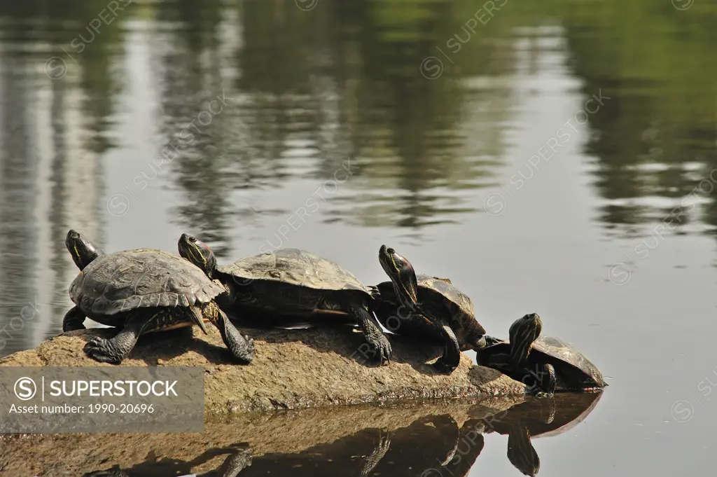 turtles sunning on rock in Lost Lagoon, Stanley Park, Vancouver, British Columbia, Canada
