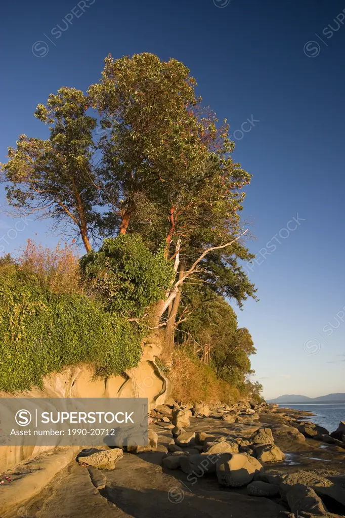 Arbutus trees and sandstone formations abound on Hornby Island, Vancouver Island, British Columbia, Canada.