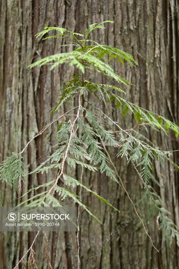 The Western Red Cedar Thuja plicata, grows extensively on the West Coast of British Columbia, Vancouver Island, British Columbia, Canada.