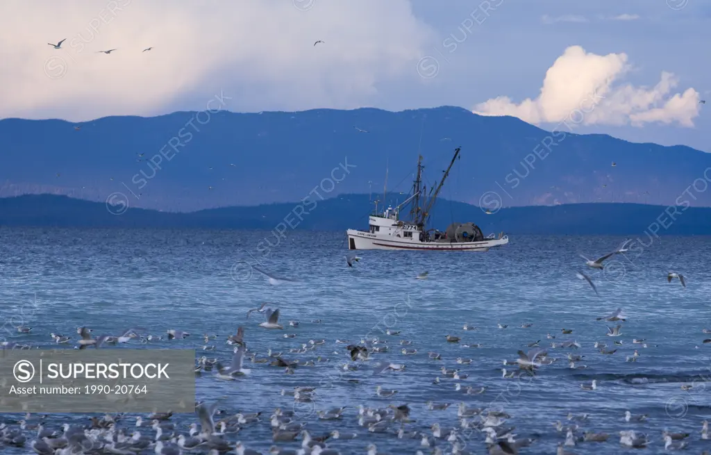 A seine boat waiting for an opening to fish, as a herring spawn brightens the waters of Georgia Strait. Bowser, Central Vancouver Island, British Colu...