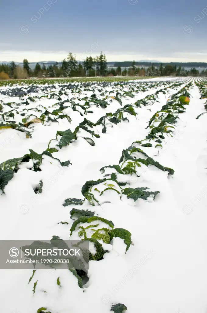 Savoy Cabbage buried in snow at a farm in Central Saanich, near Victoria BC.