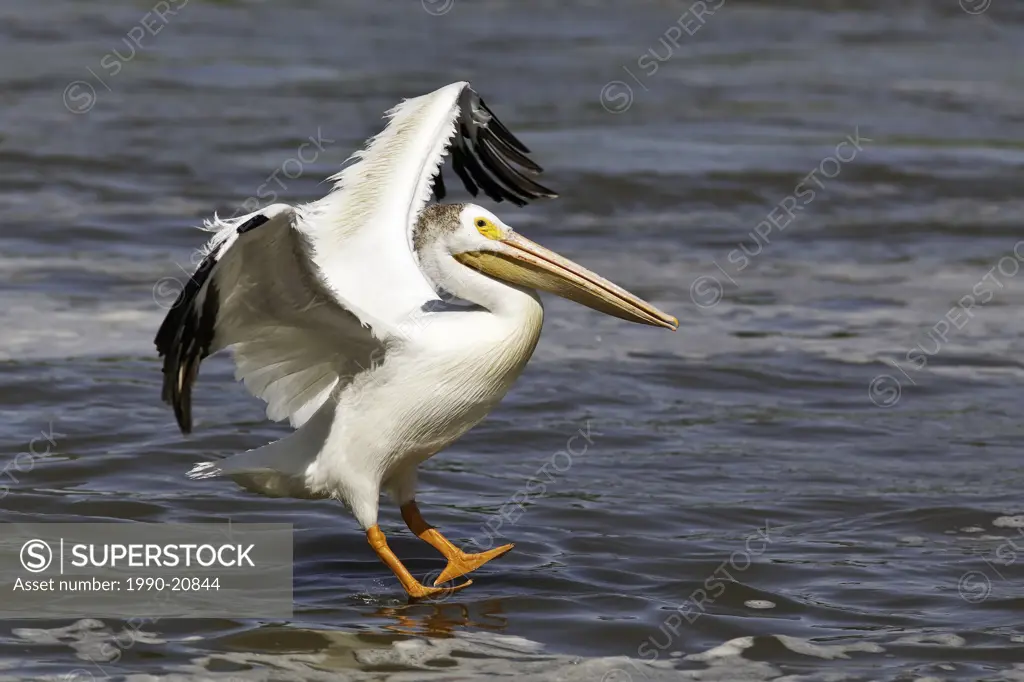 American White Pelican landing on the Red River. Lockport, Manitoba, Canada.