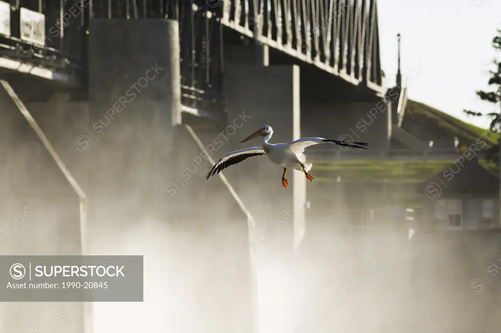 American White Pelican landing on the Red River. St. Andrews Lock and Dam, a national historic site located in Lockport, Manitoba, Canada.