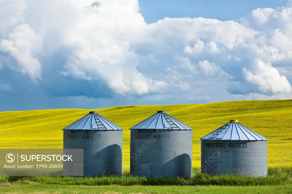 Grain Silos Bins and Canola Field. Pembina Valley, Manitoba, Canada.