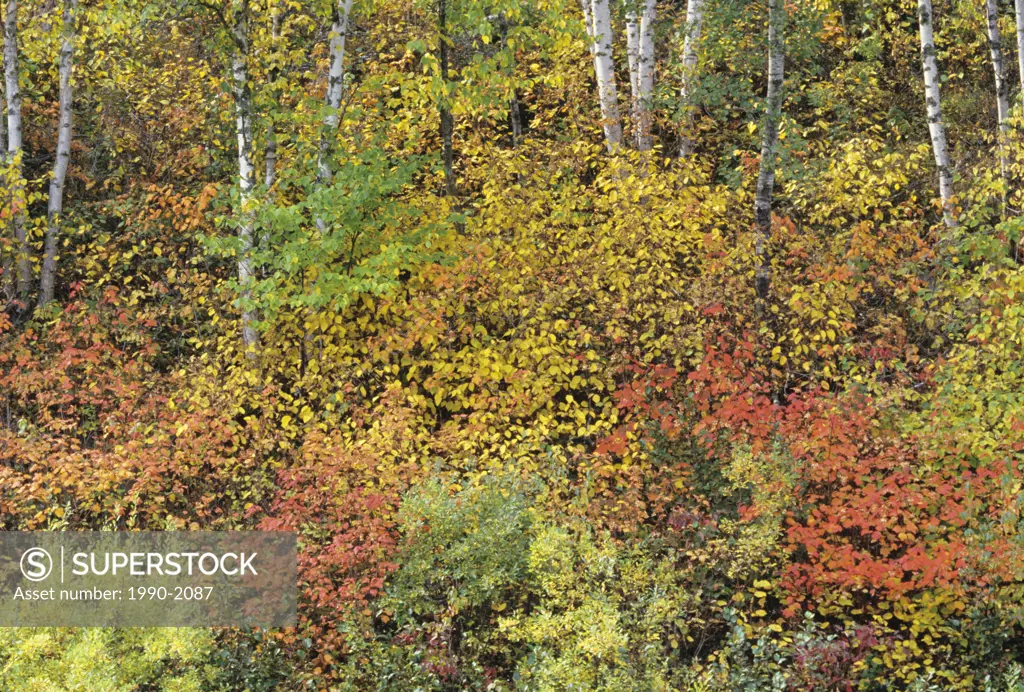 Whiteshell Provincial Park in autumn, Manitoba, Canada
