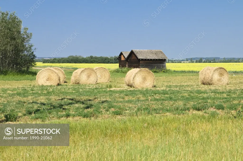Hay bales and canola field, Peace Country, Alberta, Canada