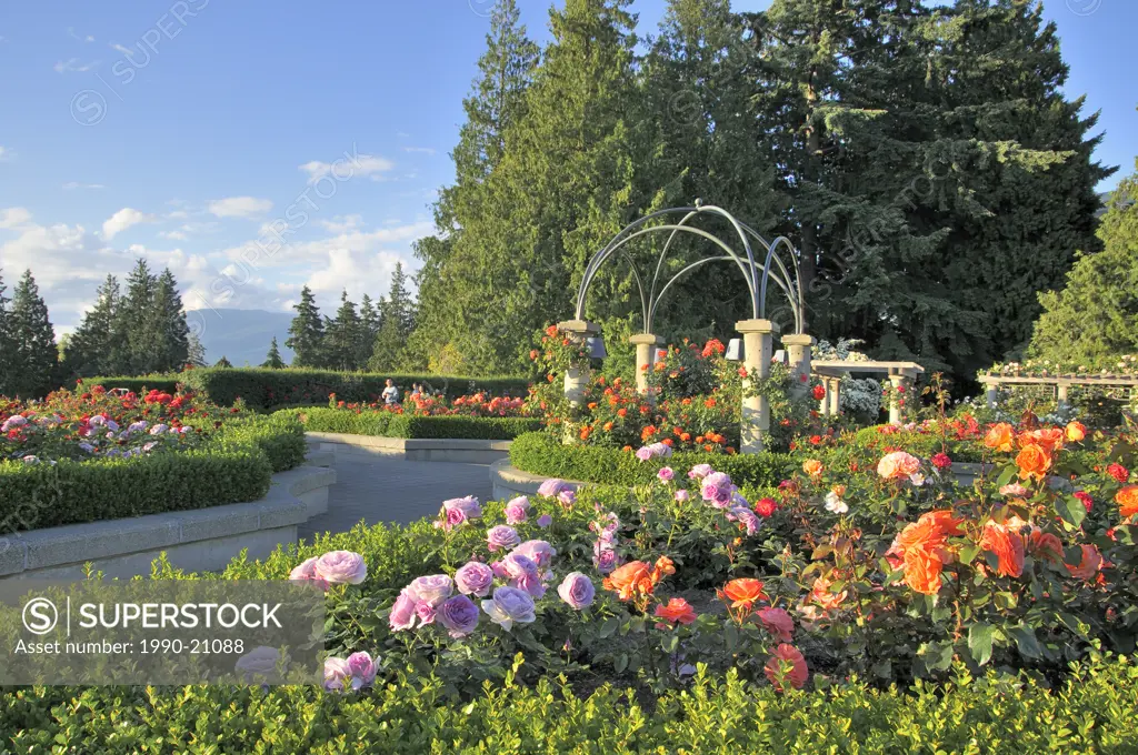 The Rose Garden, University of BC, Vancouver, British Columbia, Canada