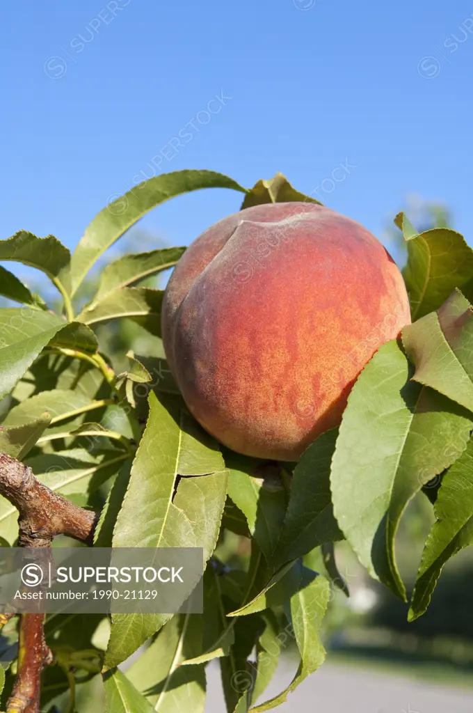 Peaches in orchard at Oliver, BC, Canada in August near harvest time