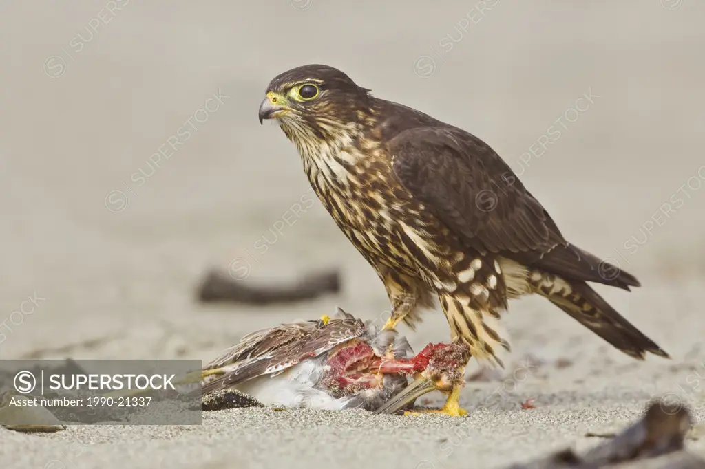 Merlin Falco columbarius perched on the beach feeding on a shorebird in Washington, USA.