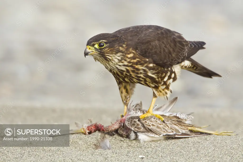 Merlin Falco columbarius perched on the beach feeding on a shorebird in Washington, USA.